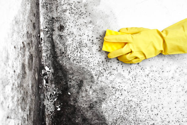 Best Attic Mold Remediation in Rockwell Place, TX