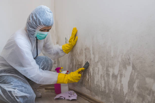 Rockwell Place, TX Mold Remediation Company