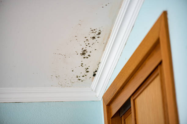 Best Kitchen Mold Remediation in Rockwell Place, TX