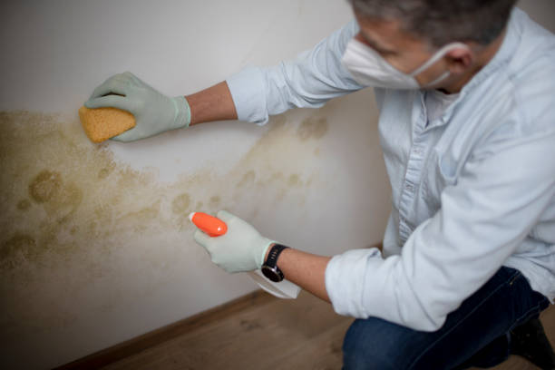 Best Preventive Mold Services in Rockwell Place, TX