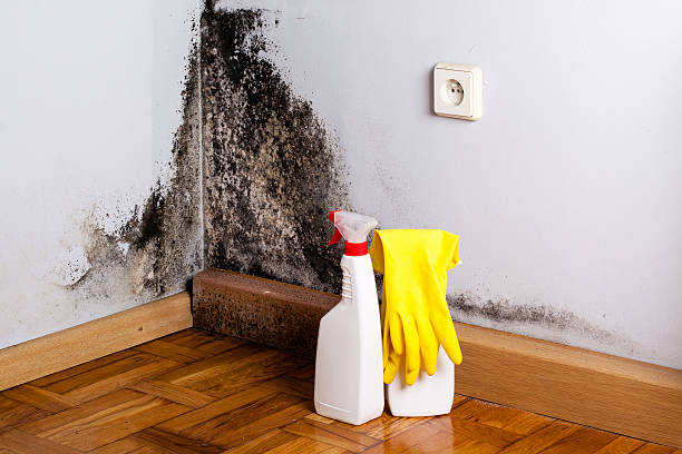 Best Residential Mold Remediation in Rockwell Place, TX